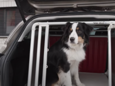 Mascota viajando segura en el portaequipajes del vehículo