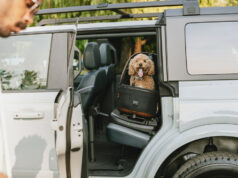 Cómo viajar con mascotas de forma segura: riesgos reales y recomendaciones clave